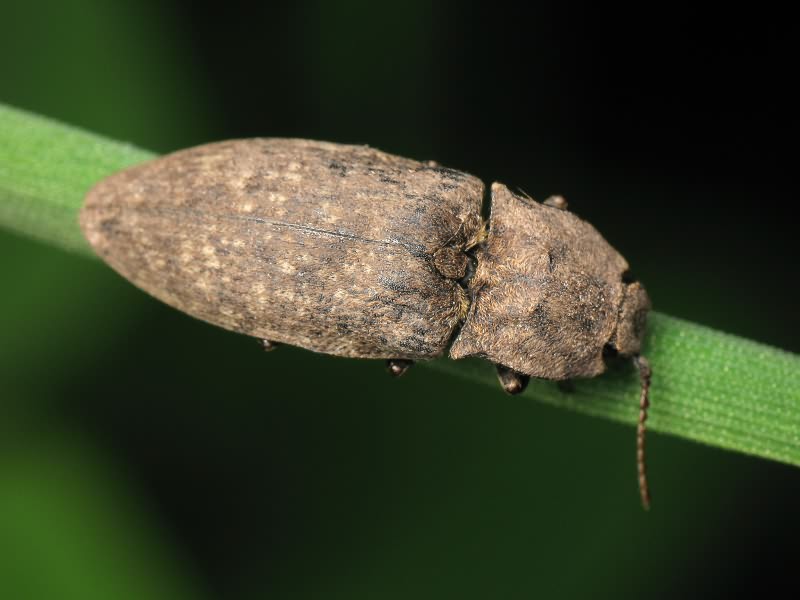 Agrypnus murinus (Linnaeus, 1758)